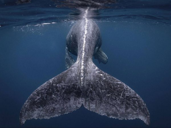 Las fotografías de viaje ganadoras del concurso National Geographic 2018