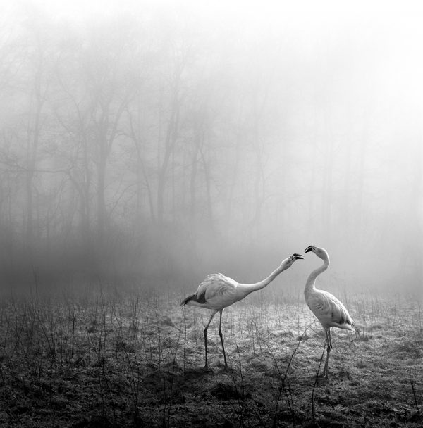 Tierwald, la serie fotográfica de Frank Machalowski. Animales en blanco